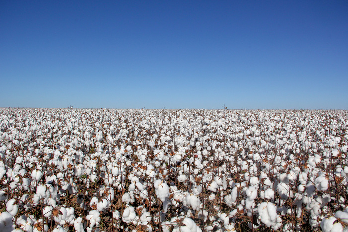 Cotton field ready for harvest